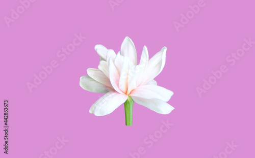 Fototapeta Naklejka Na Ścianę i Meble -  Jasmine in full bloom on pastel pink background, minimal concept.