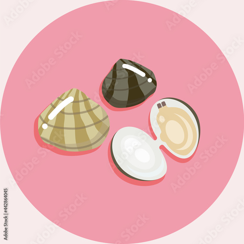 あさりや貝類のイラスト 有機食品 Illustration of clam seashell organic food