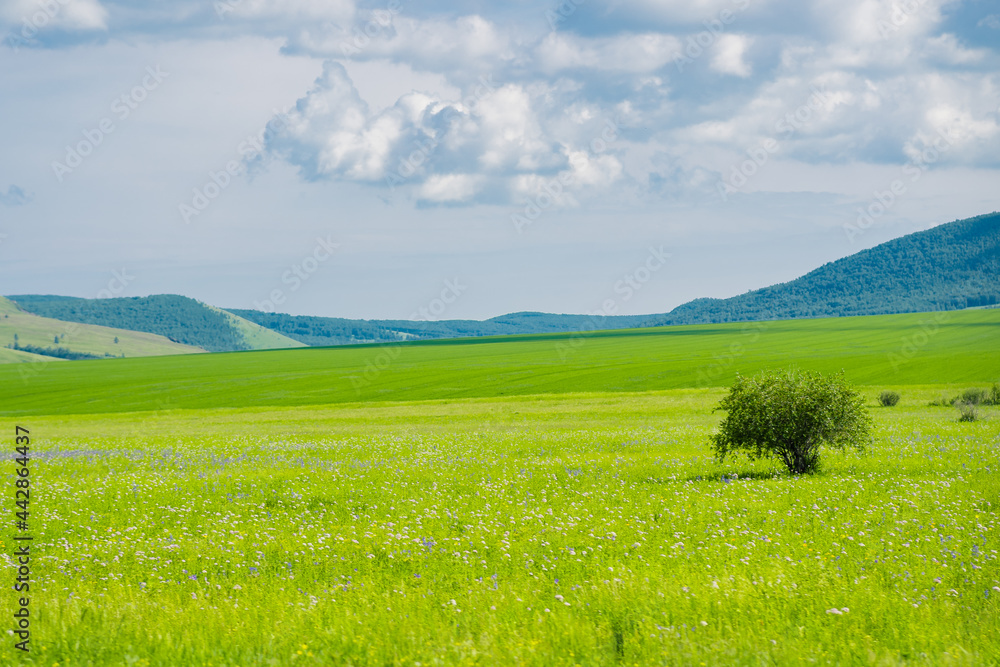 The summer landscape at Hulunbuir grassland, Inner Mongolia, China.