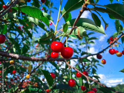 Red cherries in a tree