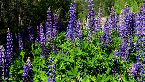 beautiful lupin flowers grow in the forest thicket