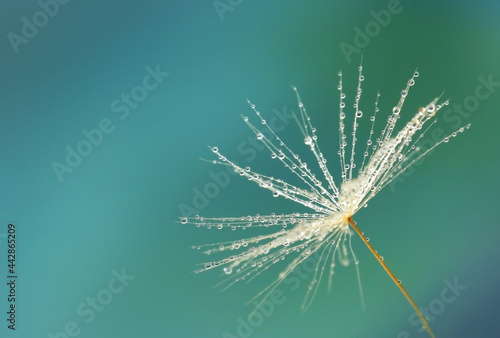 Dandelion flower seed closed up details in water drops or dew. Beautiful abstract background.