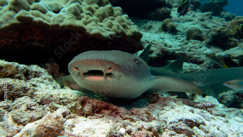 Nurse Shark  during daytime sleep. Shark face close-up.