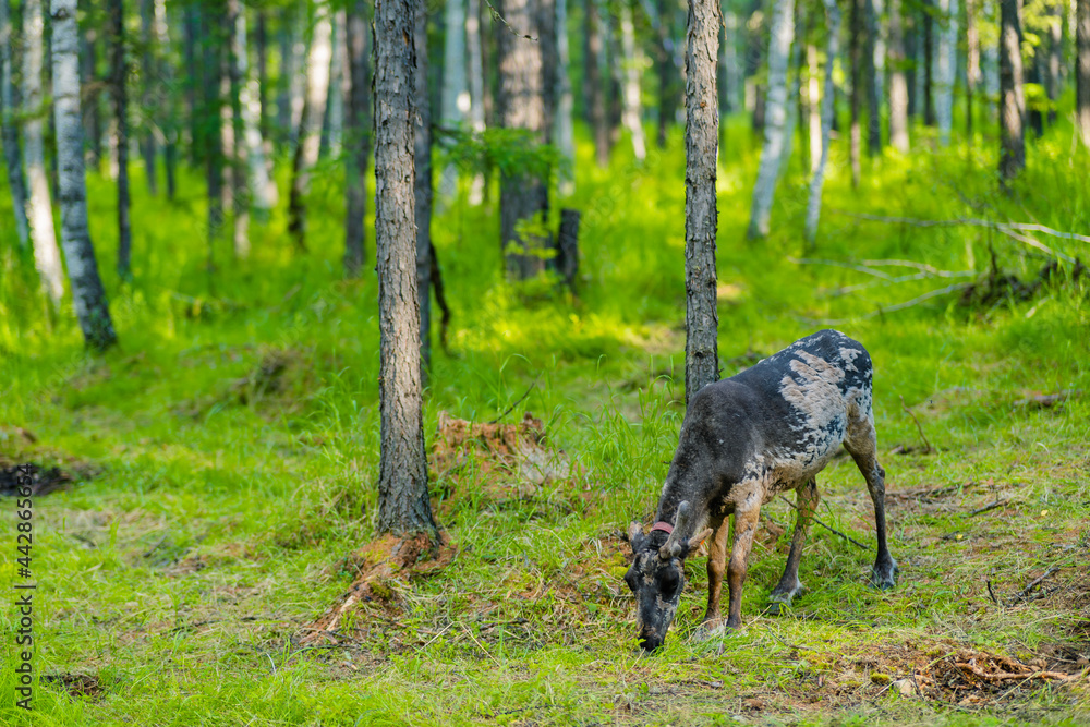 The reindeers in the forest of Greater Khingan Range, China, summer time. The reindeers in the forest of Greater Khingan Range, China, summer time.
