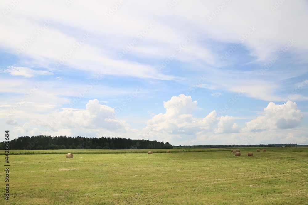 Country landscape in summer, in June. Country landscape in summer, in June.