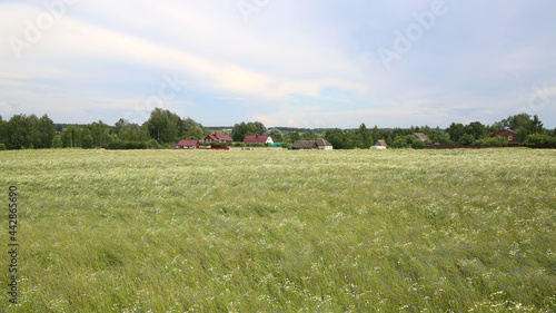 Country landscape in summer  in June.
