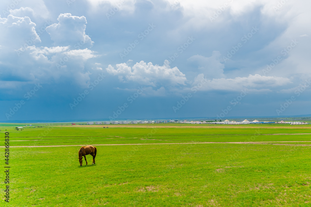 The horses on Hulunbuir grassland, Inner Mongolia, China, summer time. The horses on Hulunbuir grassland, Inner Mongolia, China, summer time.