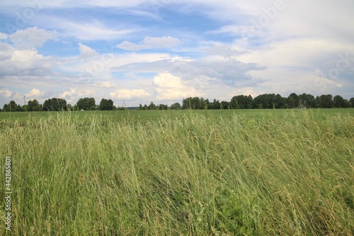Country landscape in summer, in June.