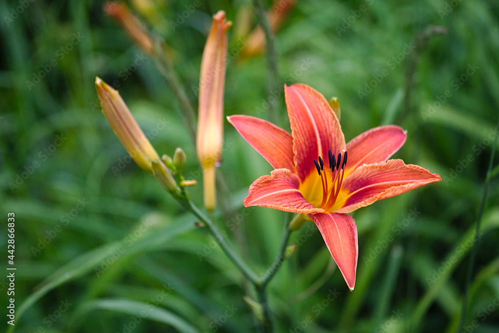 orange lily flower on a summer morning orange lily flower on a summer morning