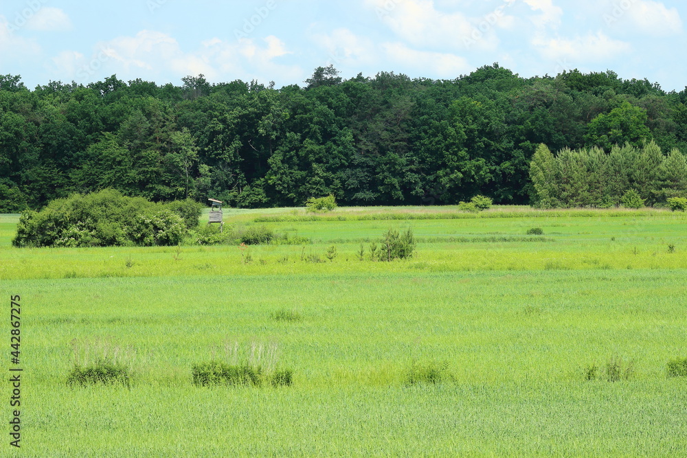 Landscape with meadow and trees. Landscape with meadow and trees.