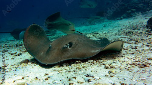 Natural aquarium in the Maldives. Diving with the big manta rays. Stay under water of sea animals