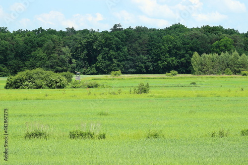 Landscape with meadow and trees.