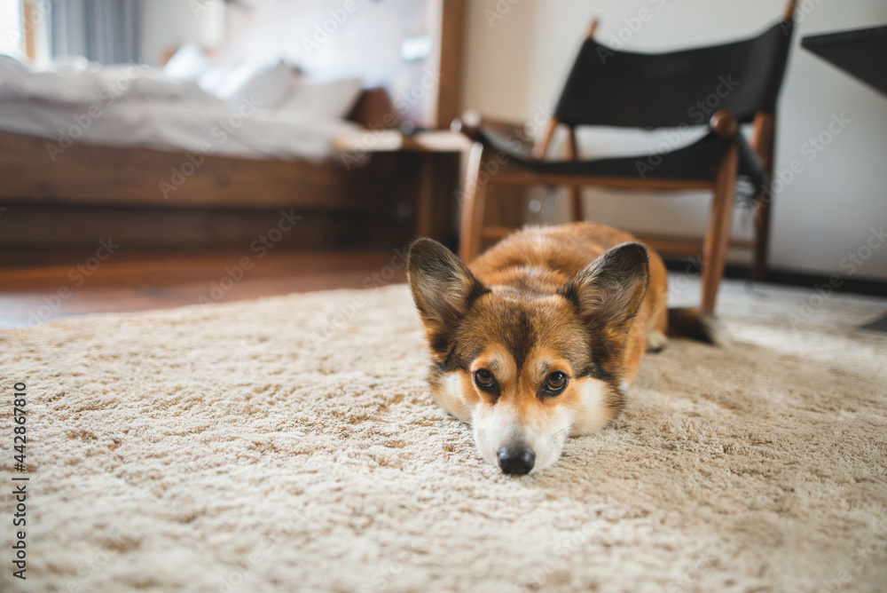 Welsh corgi pembroke dog laying down and sleeping on a carpet in a hotel room Welsh corgi pembroke dog laying down and sleeping on a carpet in a hotel room
