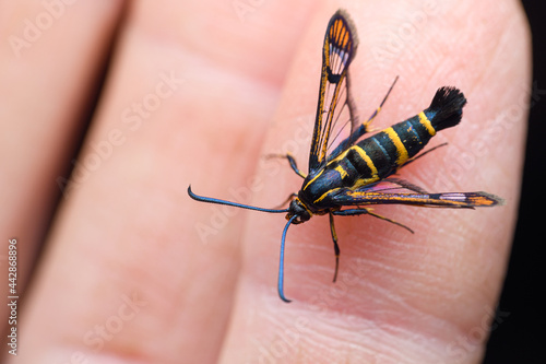 the yellow-legged clearwing (Synanthedon vespiformis) photo