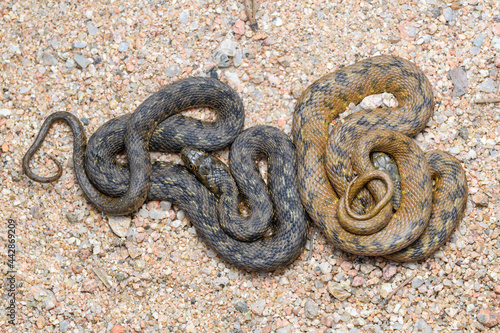 2 different water snake (Natrix maura) patterns in spain