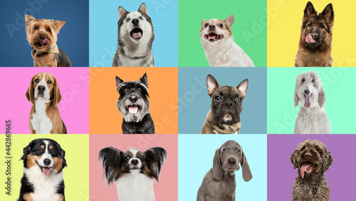 Collage made of funny cute dogs different breeds on multicolored studio background.