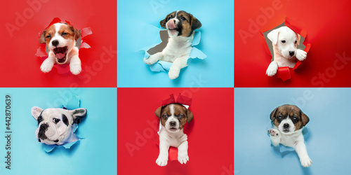 Fototapeta Naklejka Na Ścianę i Meble -  Cute puppies. Collage made of funny sweet little dogs different breeds on multicolored studio background.