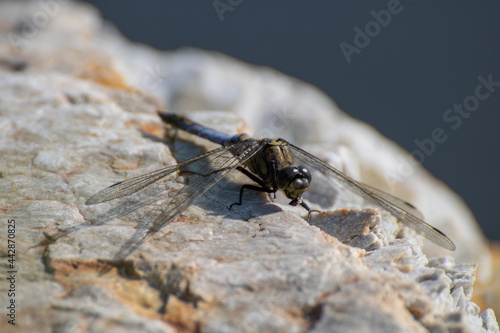 photographie macro marais villers sur mer 14 calvados normandie dragonfly Eastern pondhawk, Erythemis simplicicollis, Libellule la demoiselle
