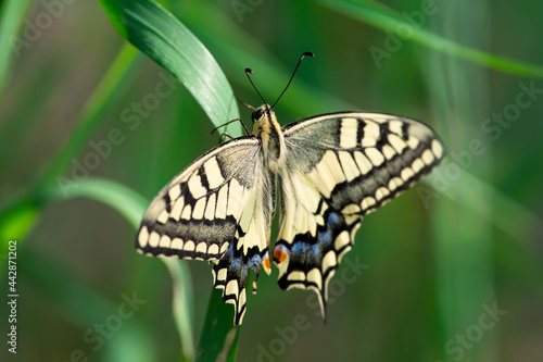 Papilio machaon
Old World swallowtail
 photo
