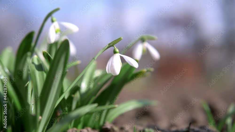 Snowdrop flowers shaking in the wind on a spring day Snowdrop flowers shaking in the wind on a spring day