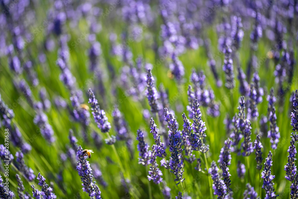 Fototapeta premium Campo di Lavanda