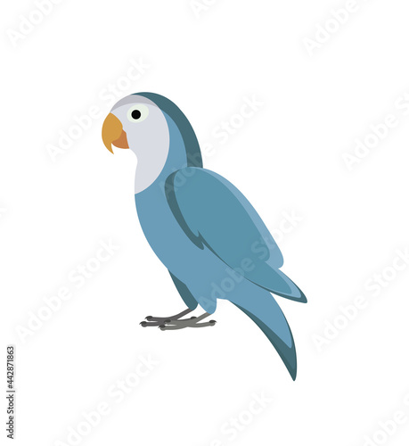 blue lovebird on white background