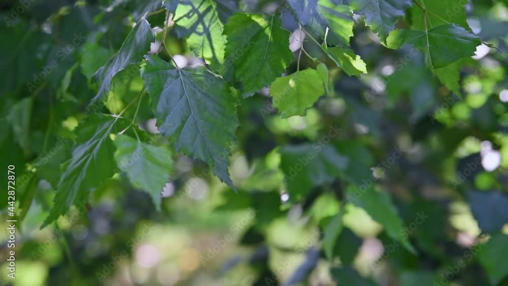 Green nature background. Rich green leaves of a tree waving in wind. Green foliage of a growing tree sway in the wind during bright sunny day. Beautiful roundish bokeh. Abstract slow motion shot. Green nature background. Rich green leaves of a tree waving in wind. Green foliage of a growing tree sway in the wind during bright sunny day. Beautiful roundish bokeh. Abstract slow motion shot.