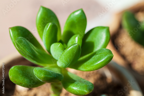 Close up of succulent plants, background or texture.