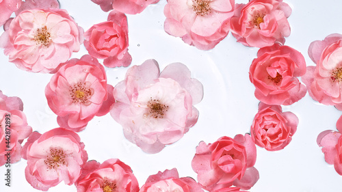 Rose blossoms on water surf...