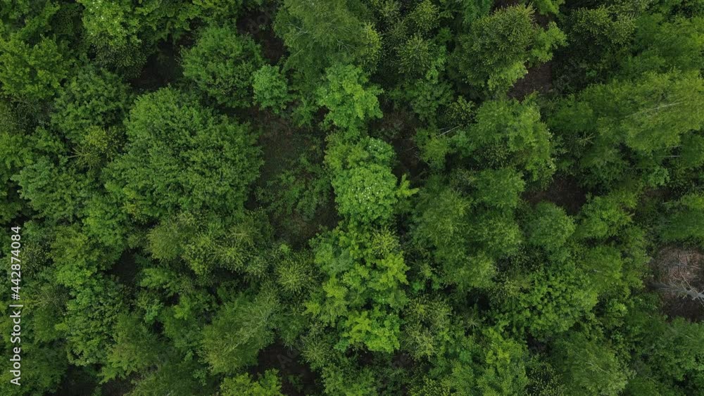 Aerial shot of magestic beautiful mixed green forest. Tree peaks stand out, pristine and untouched nature reserve, nature background. Drone filming straight down. Wanderlust destination Aerial shot of magestic beautiful mixed green forest. Tree peaks stand out, pristine and untouched nature reserve, nature background. Drone filming straight down. Wanderlust destination