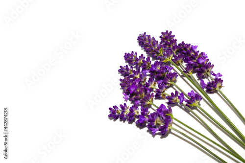 Lavender isolated on white background  with copy space  top view