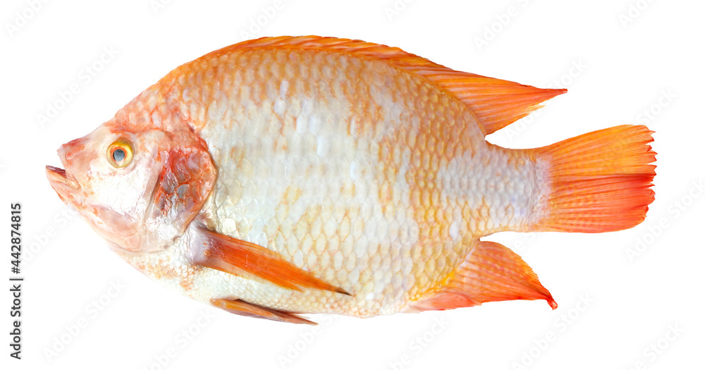 Fresh raw red tilapia fish isolated on white background