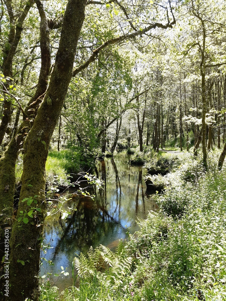 Obraz premium Tramo del río Forxa en Guitiriz, Galicia