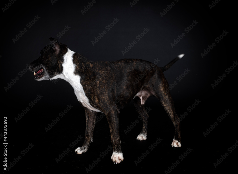 staffordshire bull terrier