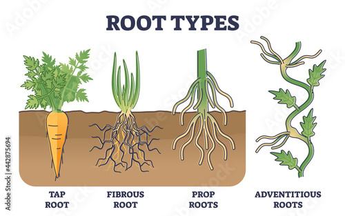 Root types examples in soil from side view in biological outline diagram. Tap, fibrous, prop or adventitious underground systems in labeled educational anatomical plant description vector illustration