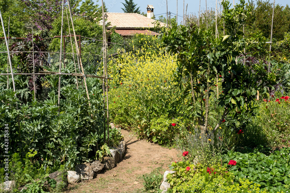 Kitchen garden with vegetables and flowers Kitchen garden with vegetables and flowers