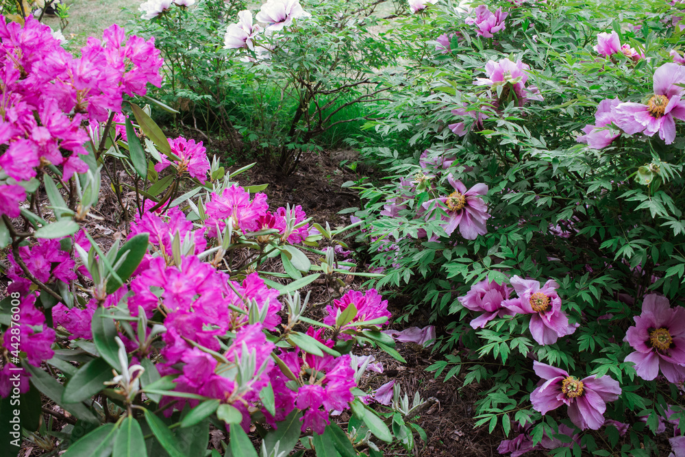 Rhododendron flowers, pink fading rhododendron flowers