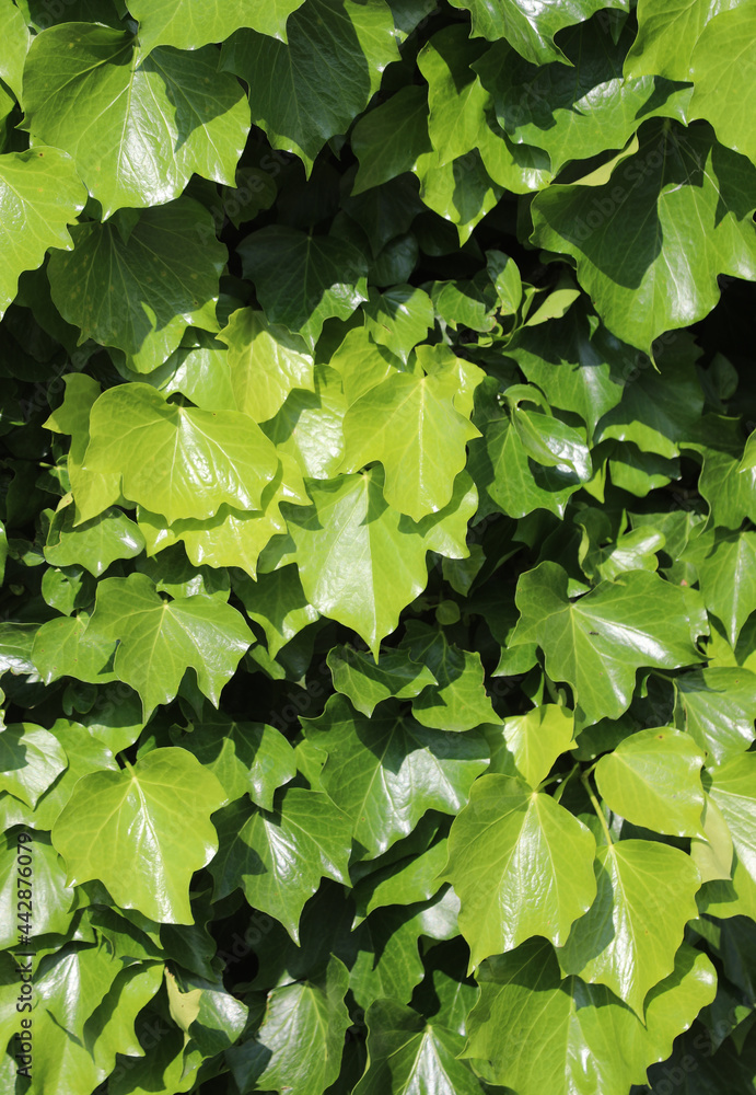many green illuminated ivy creeper leaves many green illuminated ivy creeper leaves