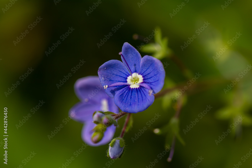 Veronica agrestis flowers growing in the garden, close up shoot	