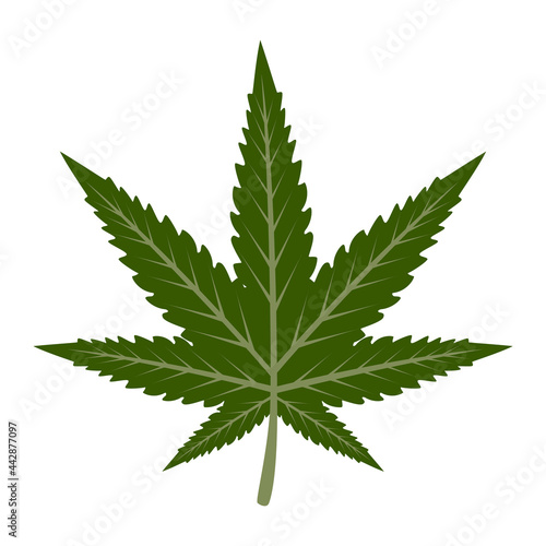 Marijuana leaf vector isolated. Medical green plant. Symbol of narcotic.
