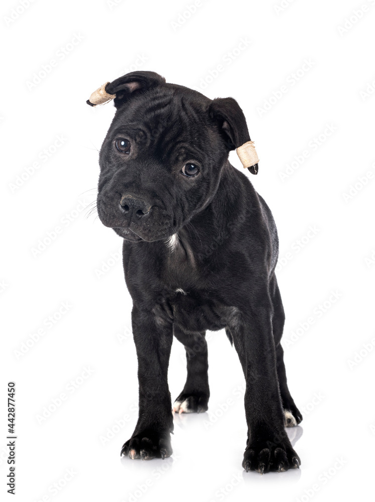 Obraz premium puppy staffordshire bull terrier