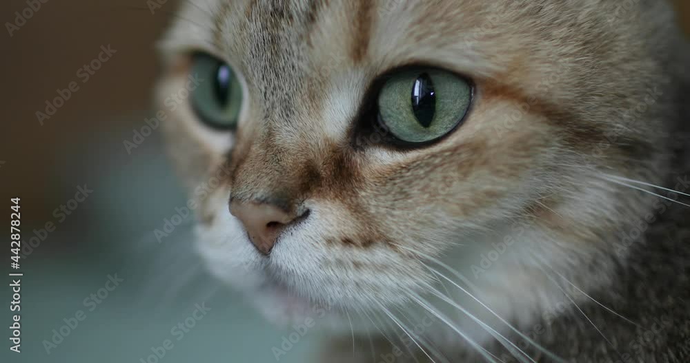 Muzzle of a cute british cat. Close-up. Muzzle of a cute british cat. Close-up.