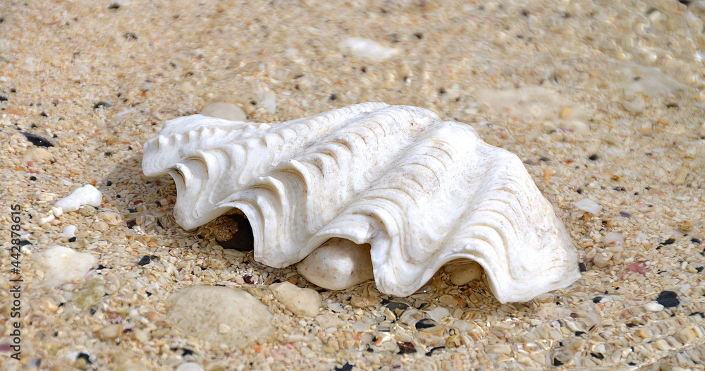 muschel am strand Herzmuscheln, Cardiida, Shellfish
Muscheln und korallen
muschel am strand Herzmuscheln, Cardiida, Shellfish
Muscheln und korallen