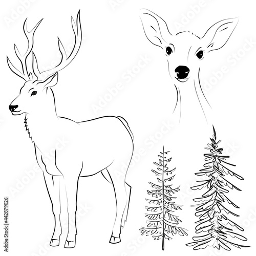 Elegant outline drawing of deer collection, pine tree. Vector illustration