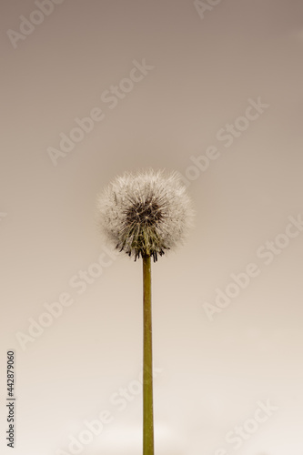 Dandelion on a noble brownish background