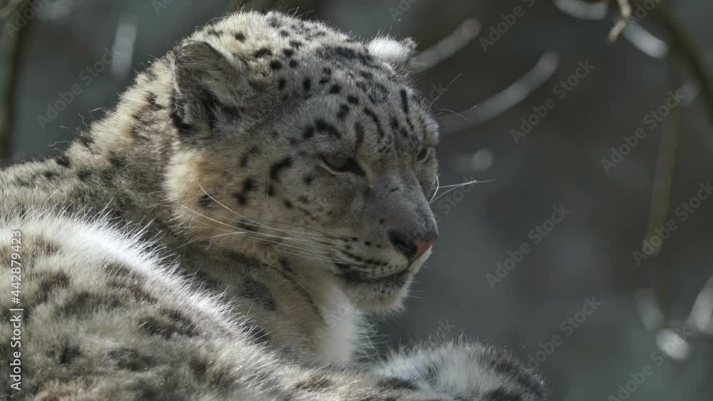 Snow leopard - Irbis (Panthera uncia).