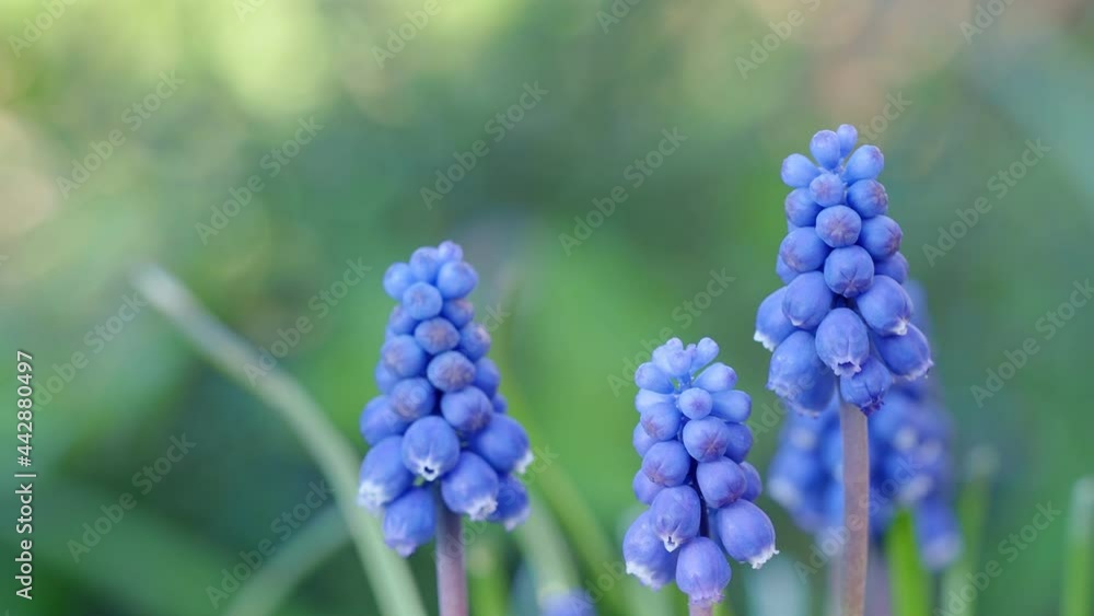 Blue muscari flower in spring garden Blue muscari flower in spring garden