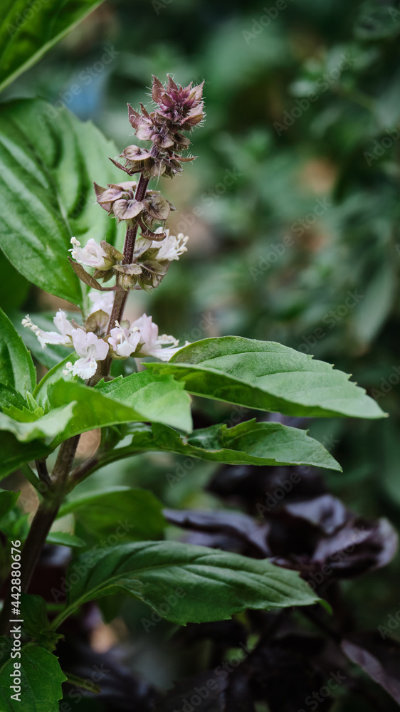 inflorescences of blossoming great basil Ocimum basilicum.