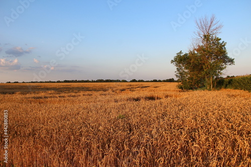 Ripe wheat field at evening