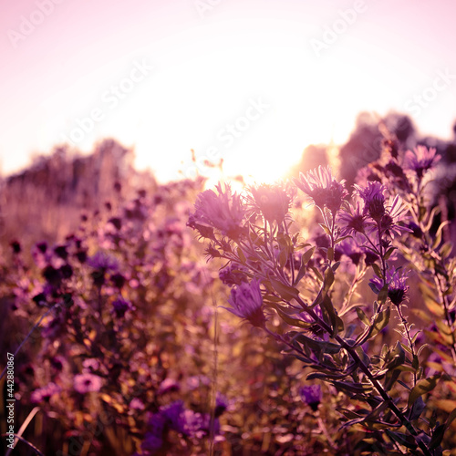 Autumn wild grass and flowers on a meadow in the rays of the golden hour sun. Seasonal romantic artistic vintage autumn field landscape wildlife background with morning sunlight